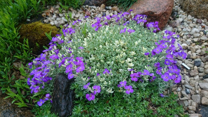 Aubrieta 'Silberland' Sinipadjake